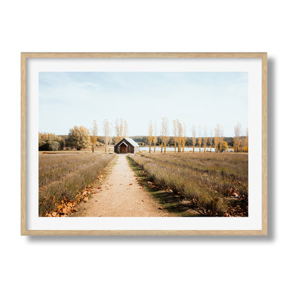 Sault Lavender Field