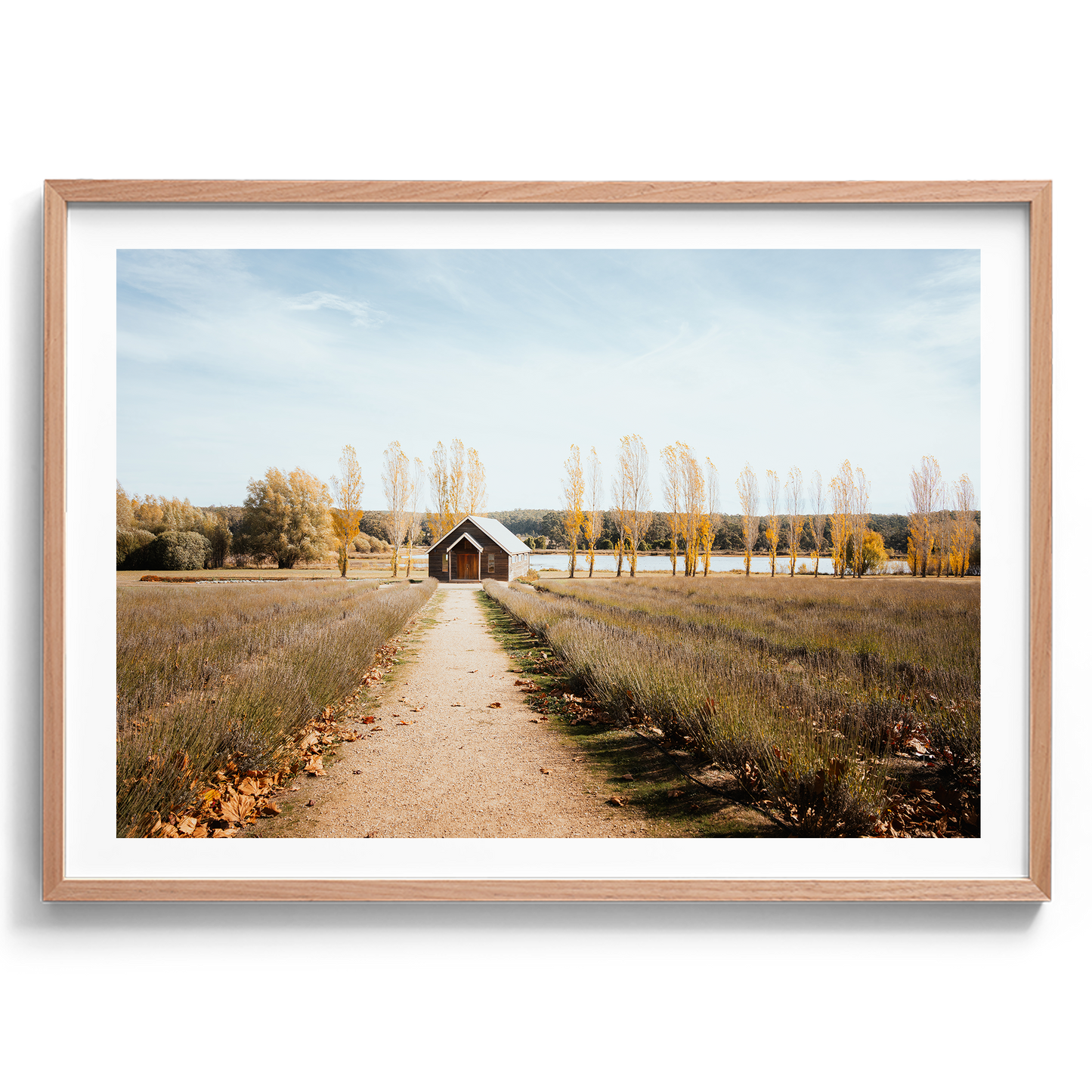 Sault Lavender Field - Daylesford - Wall Art