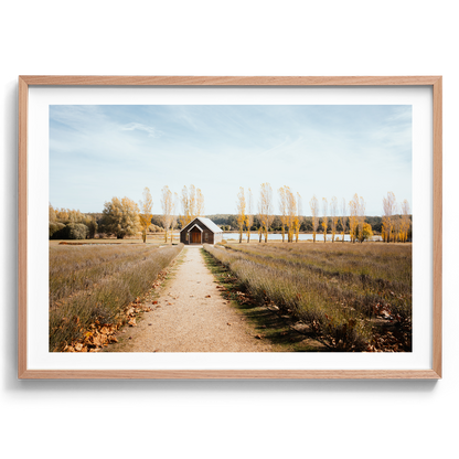 Sault Lavender Field - Daylesford - Wall Art