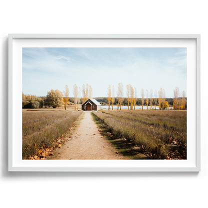 Sault Lavender Field - Daylesford - Wall Art