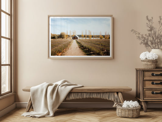 Sault Lavender Field - Daylesford - Wall Art