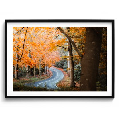 Sherbrooke - Autumn Road - Wall Art