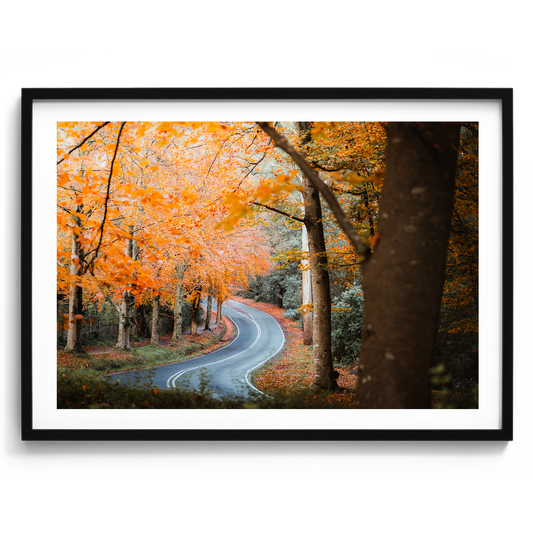 Sherbrooke - Autumn Road - Wall Art