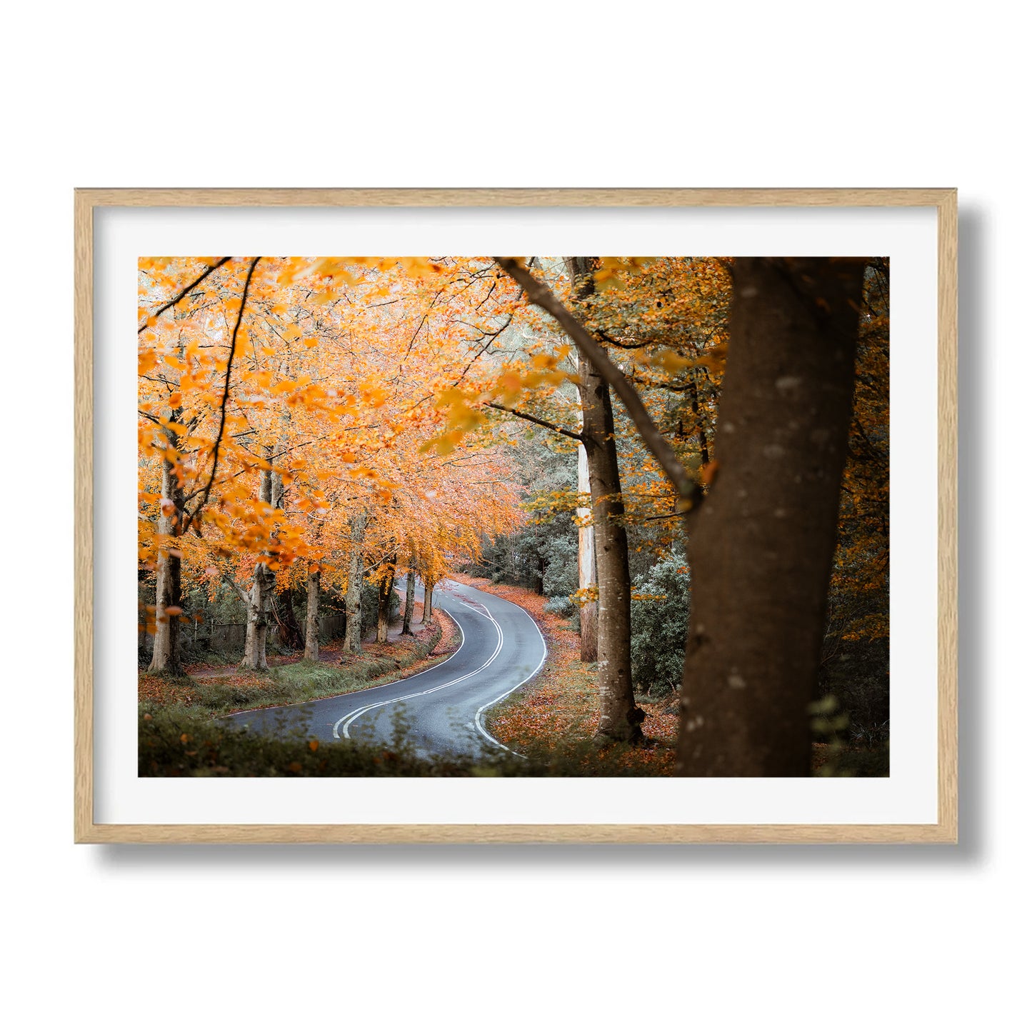 Sherbrooke Autumn Road