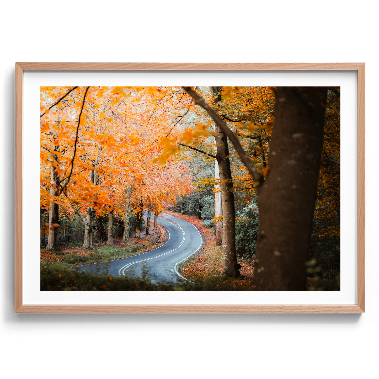 Sherbrooke - Autumn Road - Wall Art