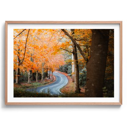 Sherbrooke - Autumn Road - Wall Art