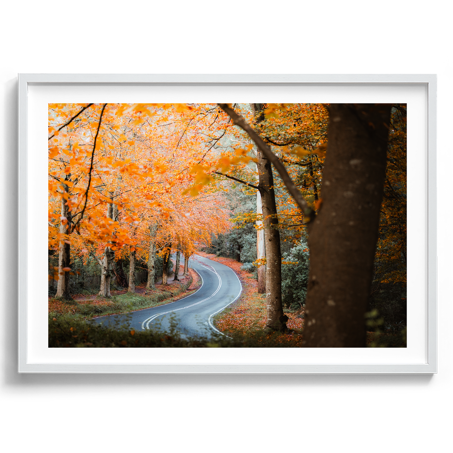 Sherbrooke - Autumn Road - Wall Art