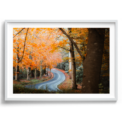 Sherbrooke - Autumn Road - Wall Art