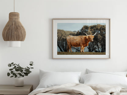 The Lone Highland Cow - Phillip Island - Wall Art