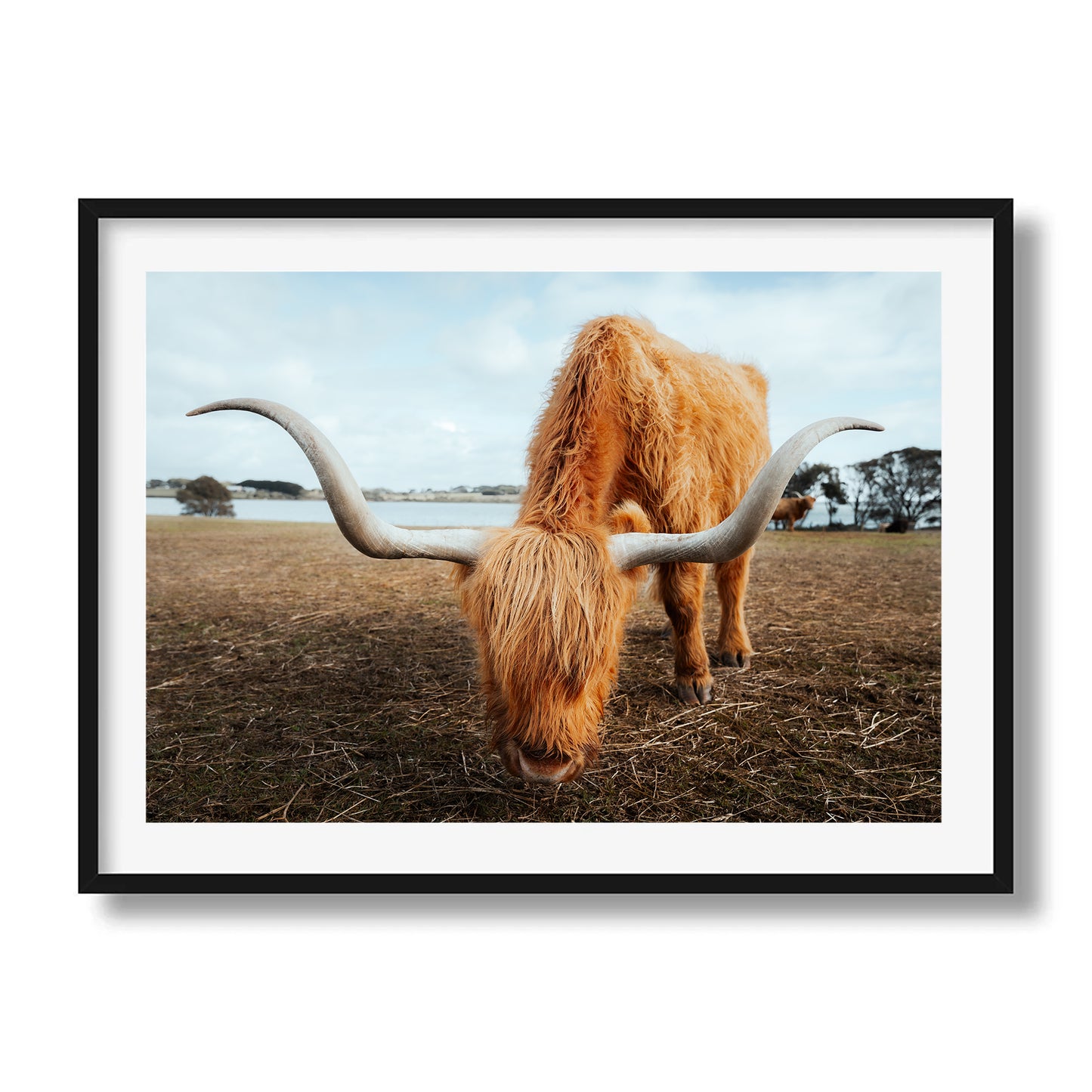 The Grazing Highland Cow