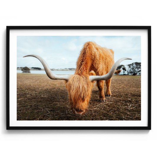 Grazing Highland Cow - Victoria - Wall Art
