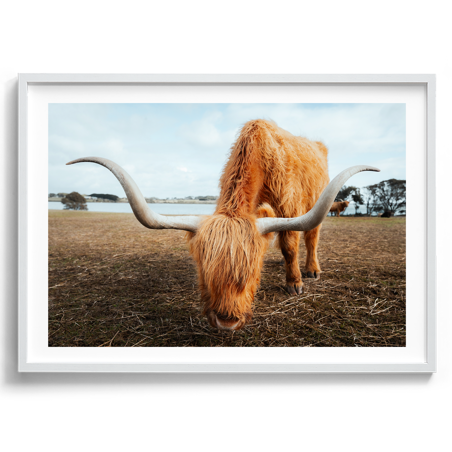 Grazing Highland Cow - Victoria - Wall Art