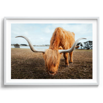 Grazing Highland Cow - Victoria - Wall Art