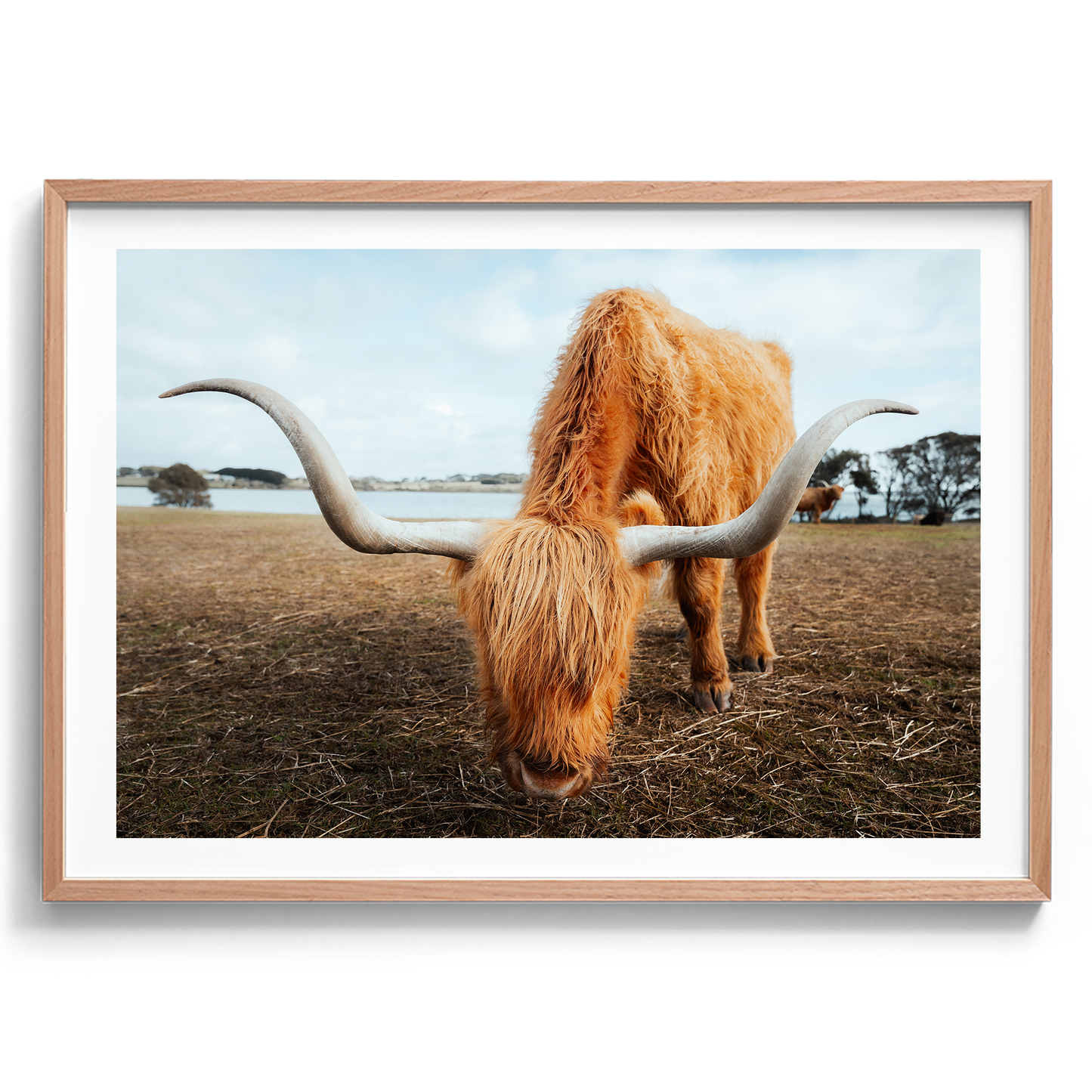 Grazing Highland Cow - Victoria - Wall Art