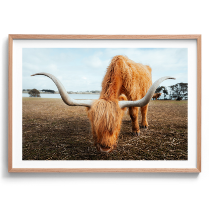 Grazing Highland Cow - Victoria - Wall Art