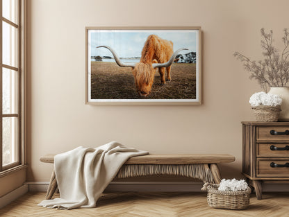 Grazing Highland Cow - Victoria - Wall Art