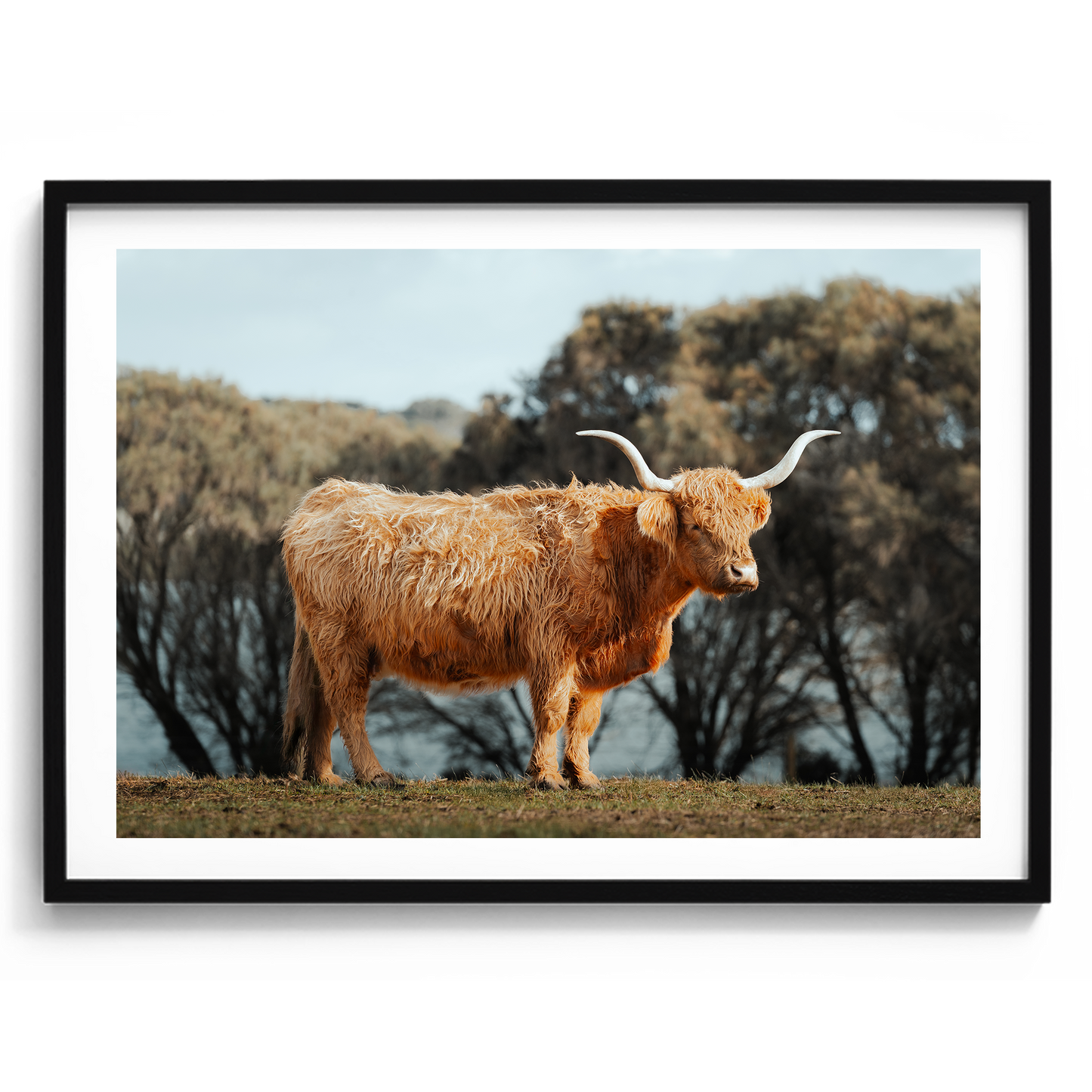 The Lone Highland Cow - Phillip Island - Wall Art