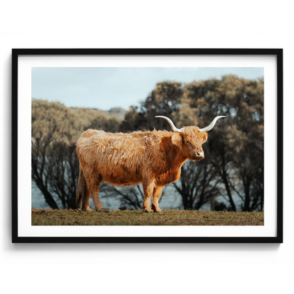The Lone Highland Cow - Phillip Island - Wall Art