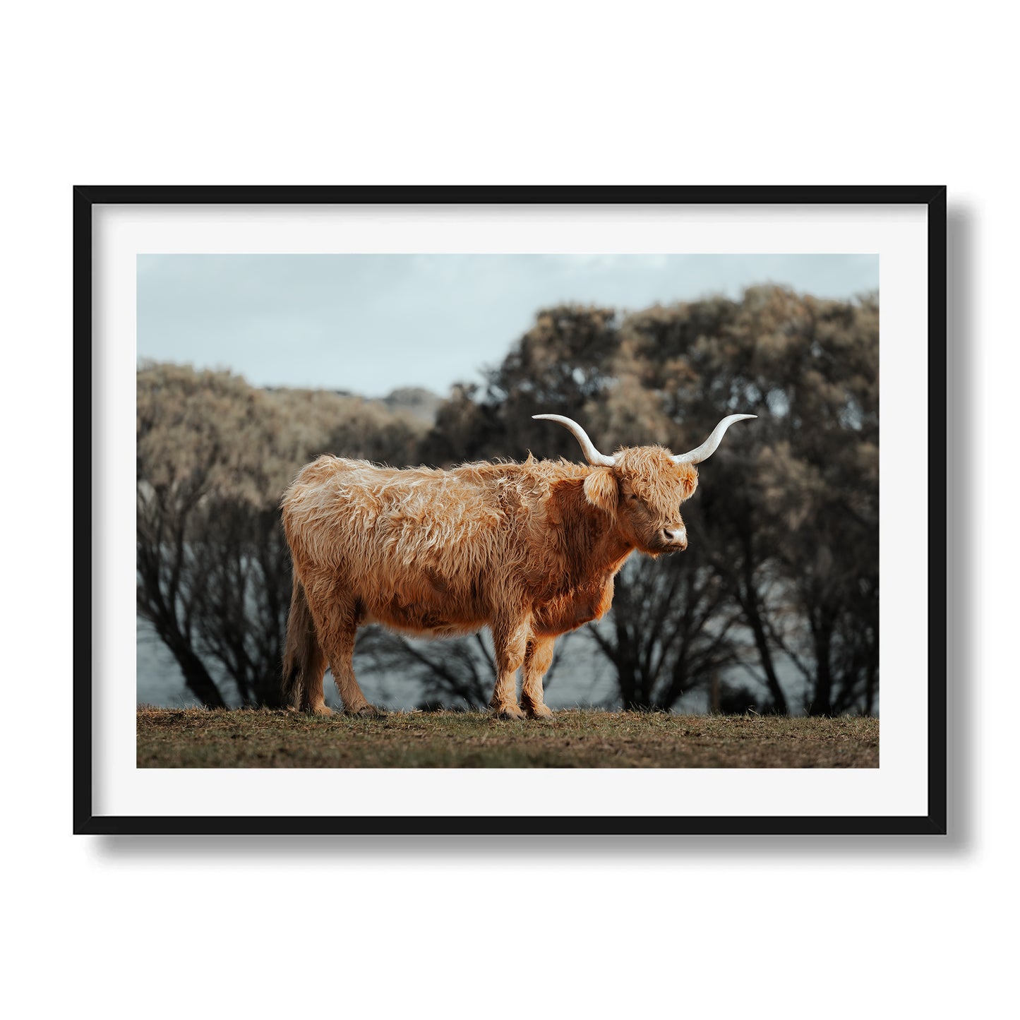 The Lone Highland Cow