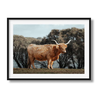 The Lone Highland Cow