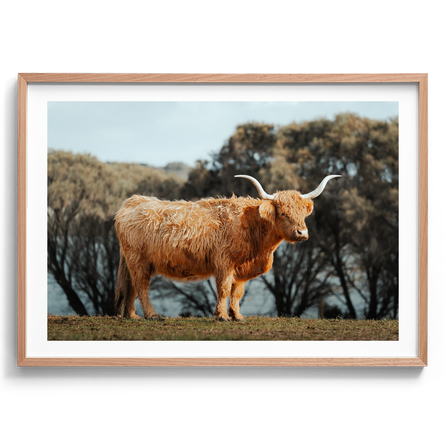 The Lone Highland Cow - Phillip Island - Wall Art