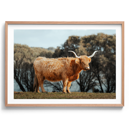 The Lone Highland Cow - Phillip Island - Wall Art