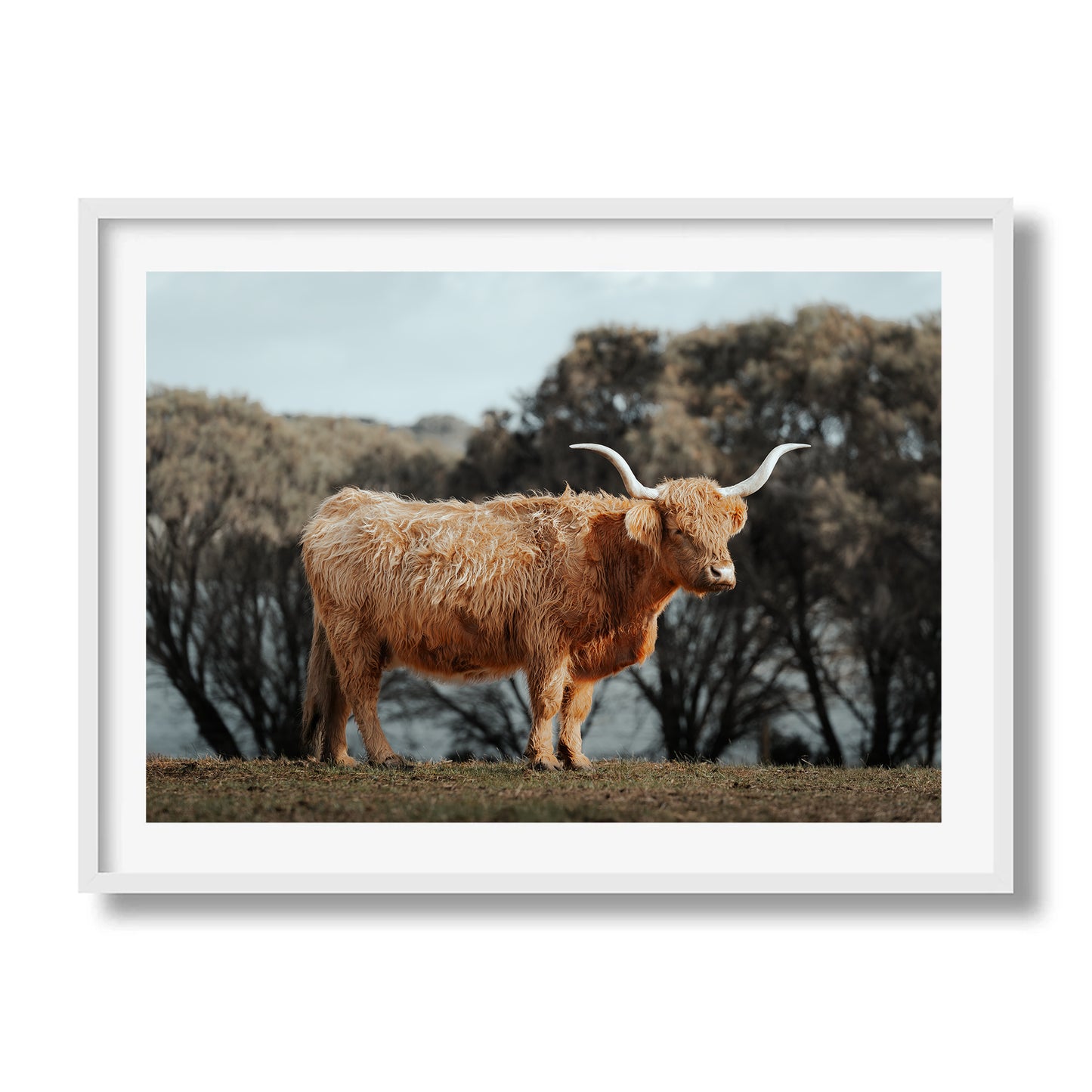 The Lone Highland Cow