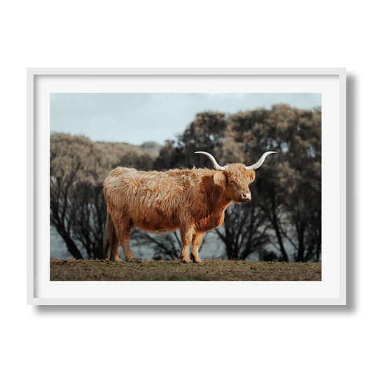 The Lone Highland Cow