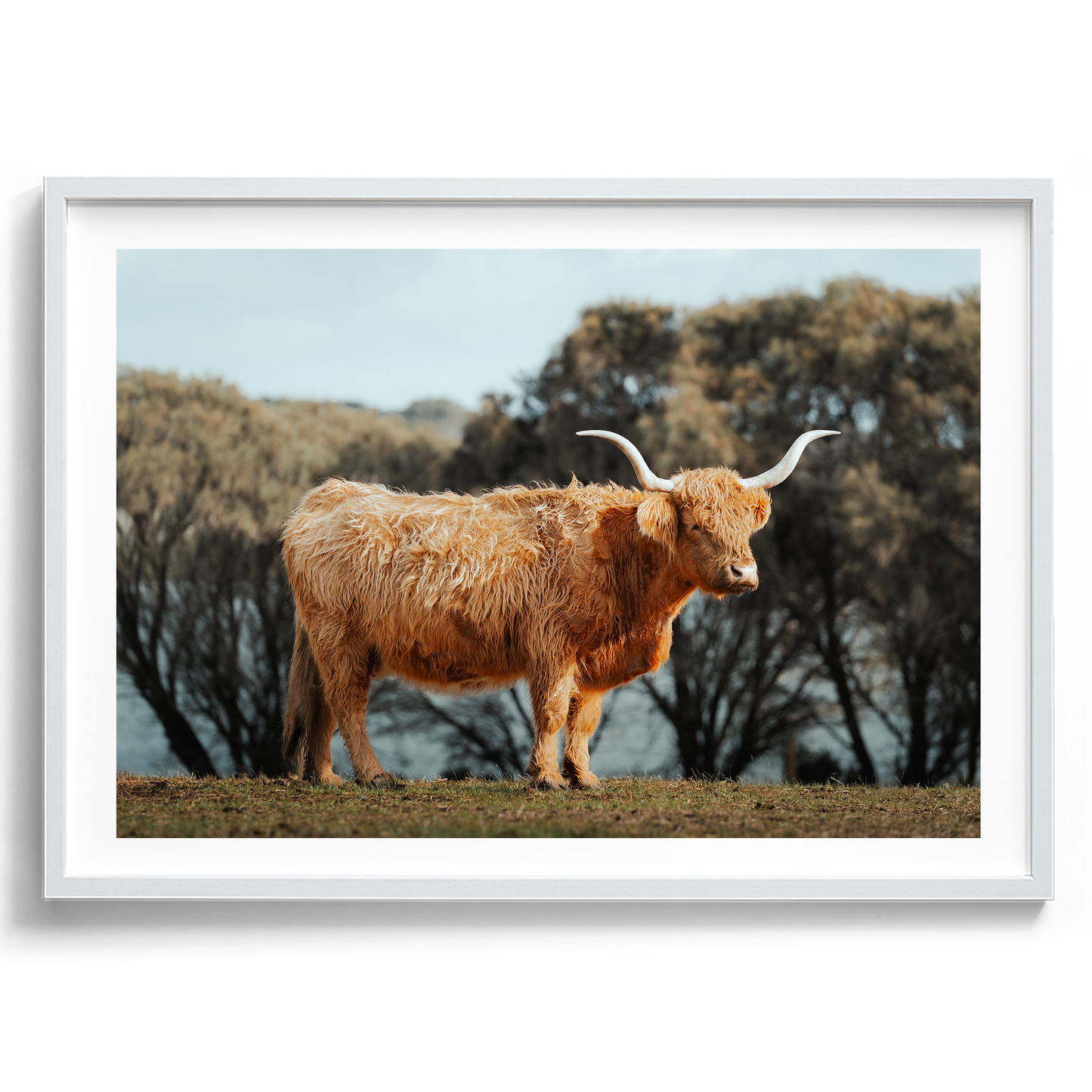 The Lone Highland Cow - Phillip Island - Wall Art