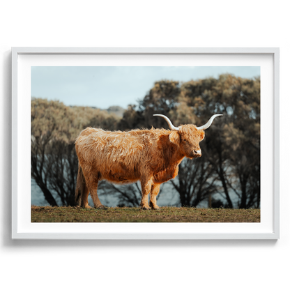 The Lone Highland Cow - Phillip Island - Wall Art