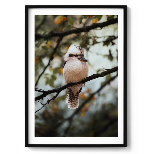 The Perched Kookaburra - Olinda - Wall Art