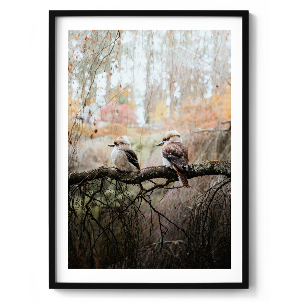 Kookaburras Perched On a Tree - Olinda
