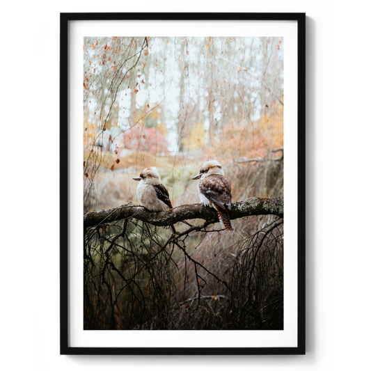 Kookaburras Perched On a Tree - Olinda
