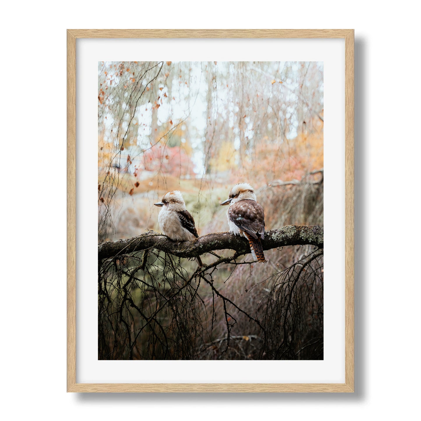 The Perched Kookaburras