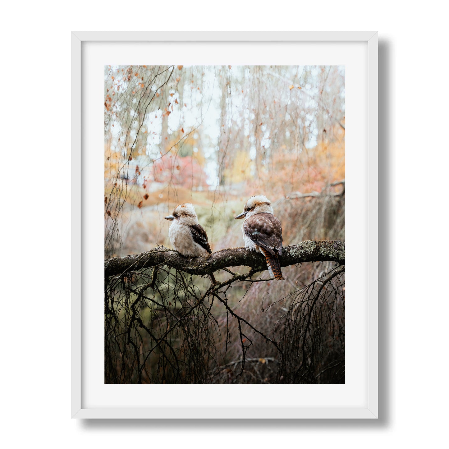 The Perched Kookaburras