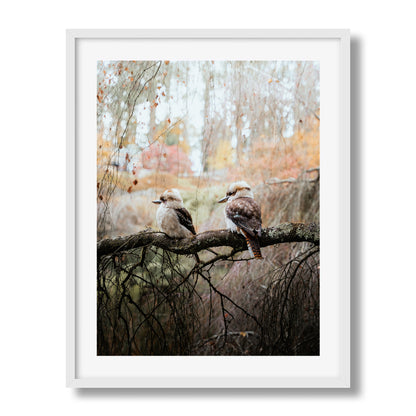 The Perched Kookaburras