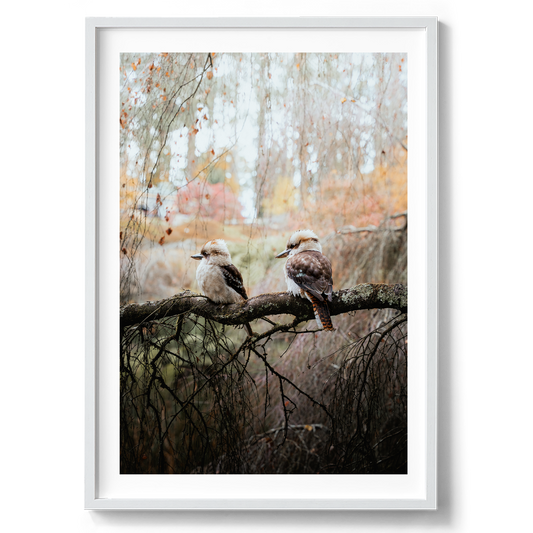 Kookaburras Perched On a Tree in Olinda artwork presented in a white frame