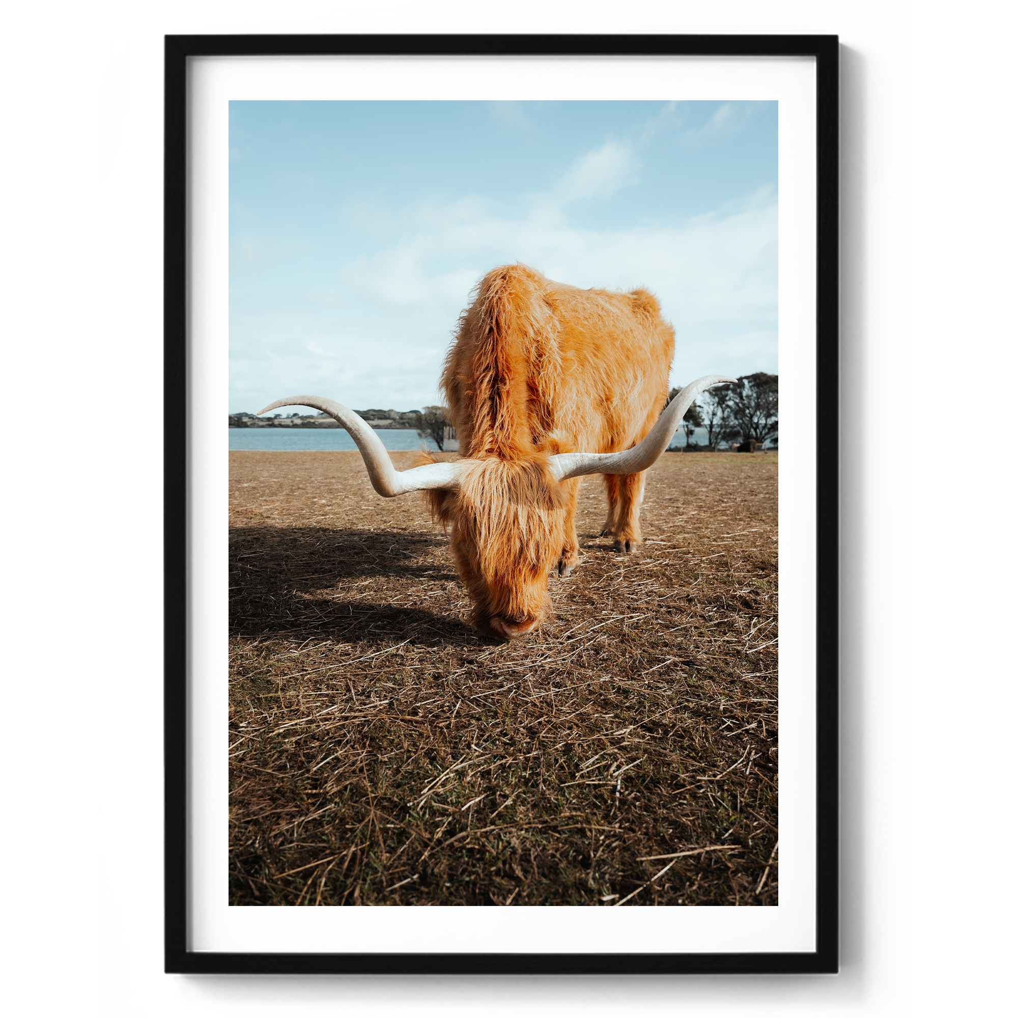 Wooly Wanderer - Highland Cow - Victoria - Wall Art – LTP.Co