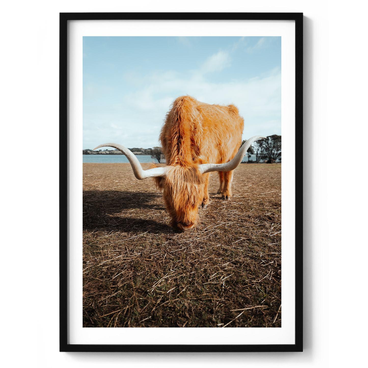 Wooly Wanderer - Highland Cow - Victoria - Wall Art