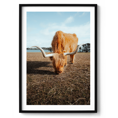 Wooly Wanderer - Highland Cow - Victoria - Wall Art