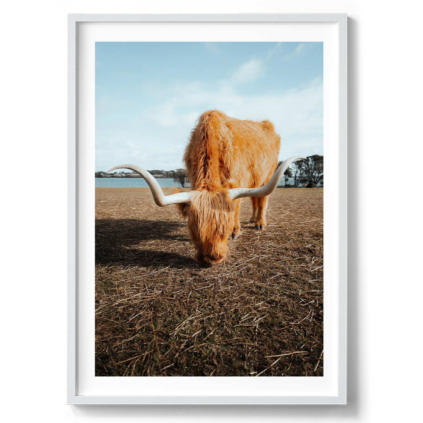 Wooly Wanderer - Highland Cow - Victoria - Wall Art