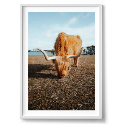 Wooly Wanderer - Highland Cow - Victoria - Wall Art