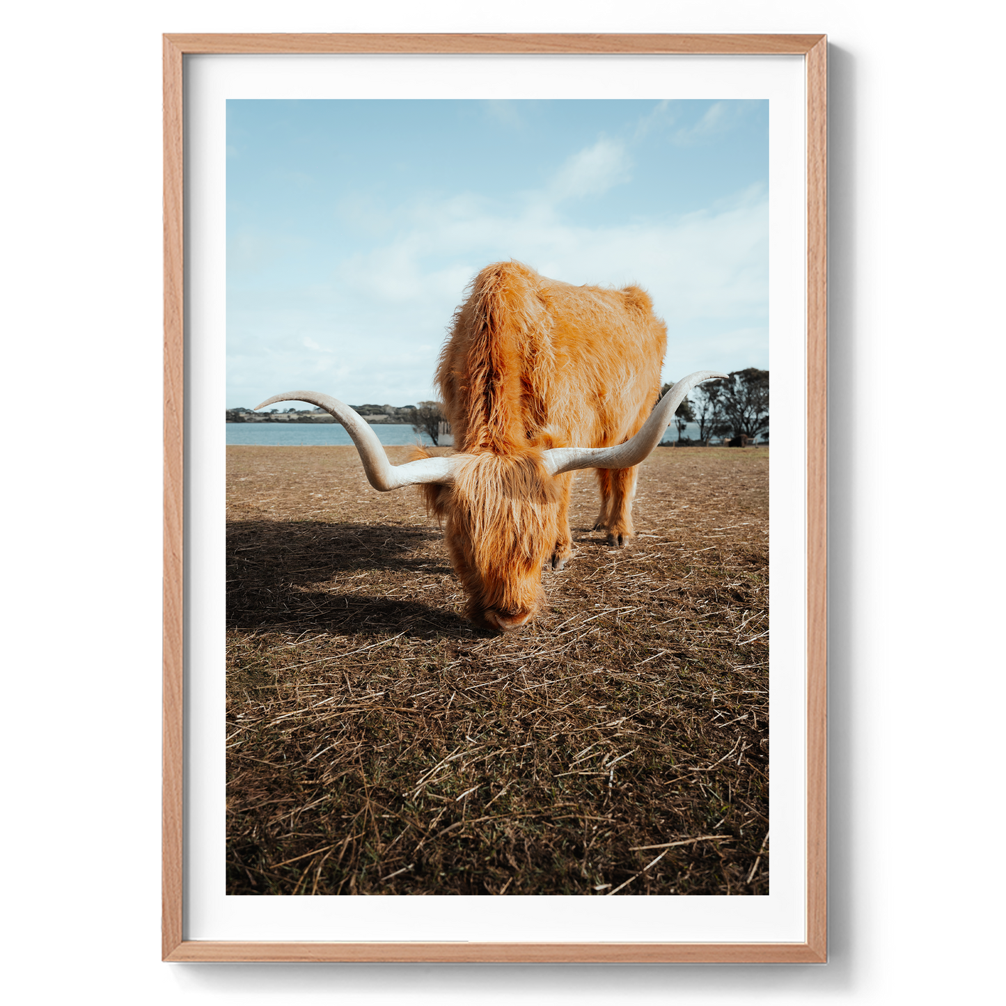 Wooly Wanderer - Highland Cow - Victoria - Wall Art