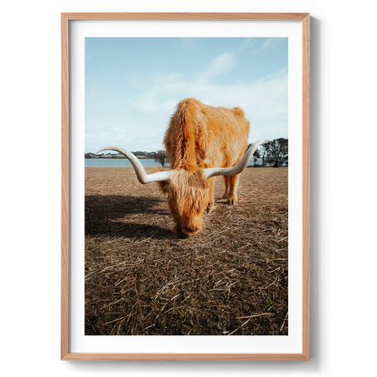 Wooly Wanderer - Highland Cow - Victoria - Wall Art