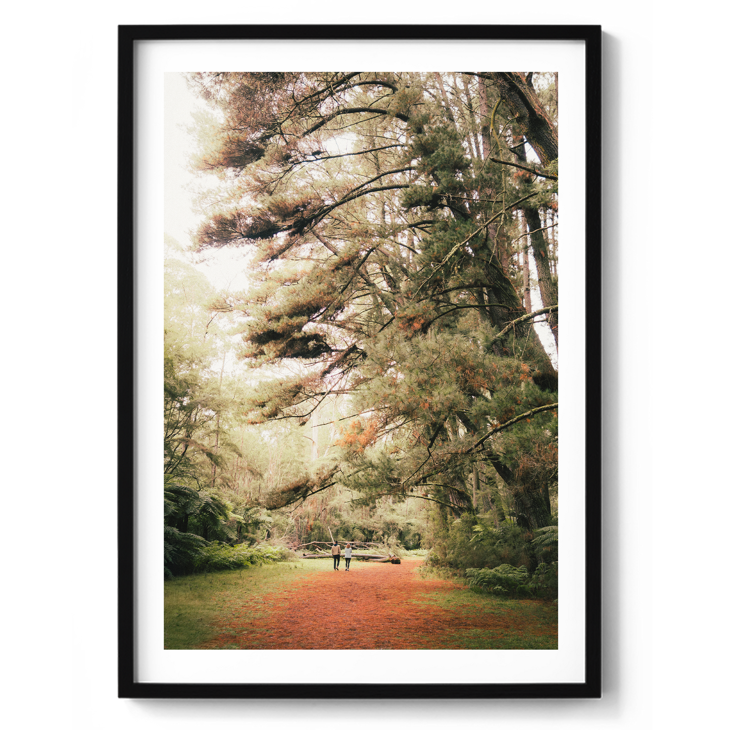 Warburton Redwood Forest - Wall Art