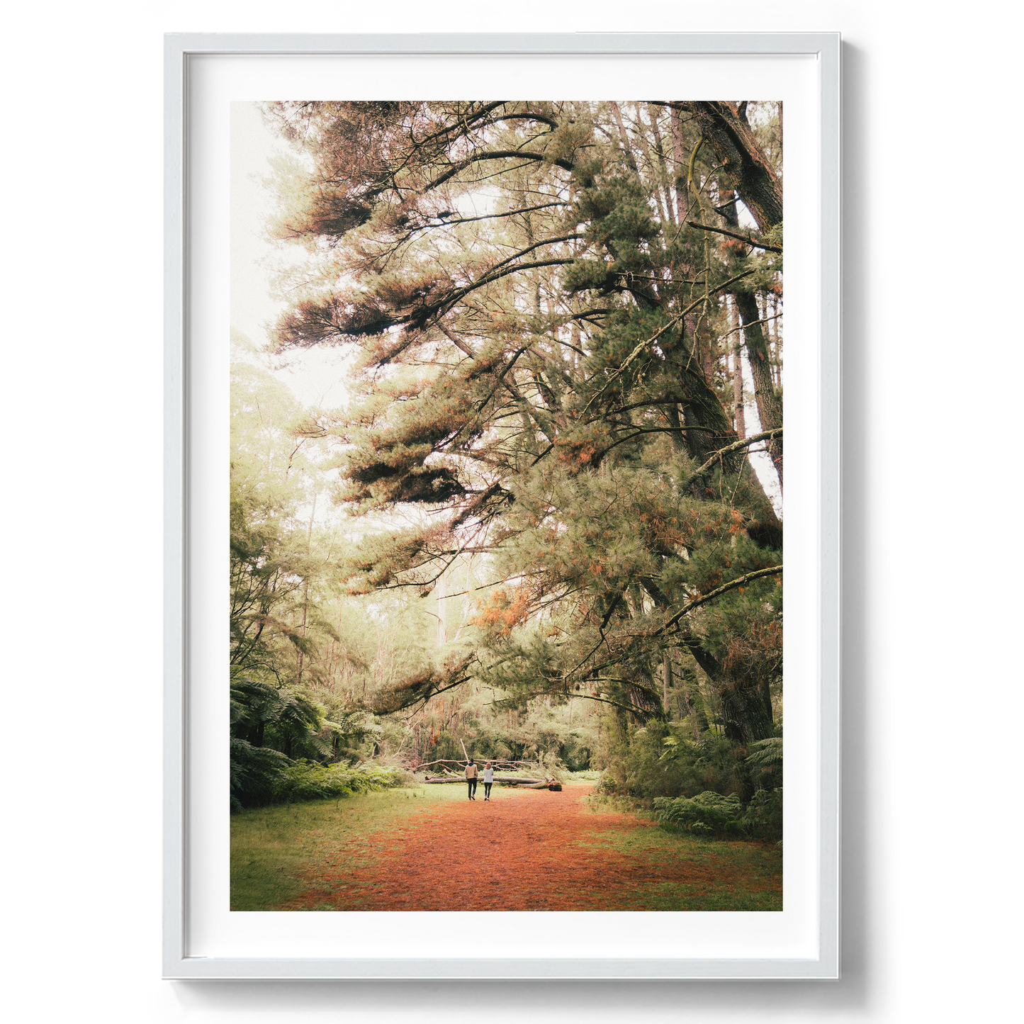 Warburton Redwood Forest - Wall Art