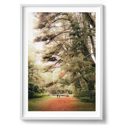 Warburton Redwood Forest - Wall Art
