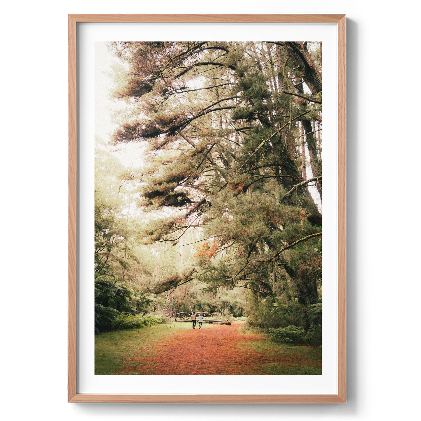 Warburton Redwood Forest - Wall Art