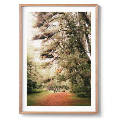 Warburton Redwood Forest - Wall Art