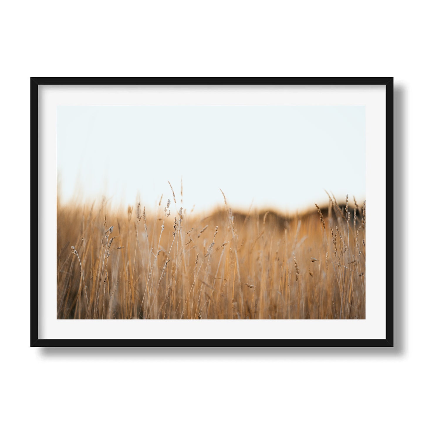 Flinders Wheat Field